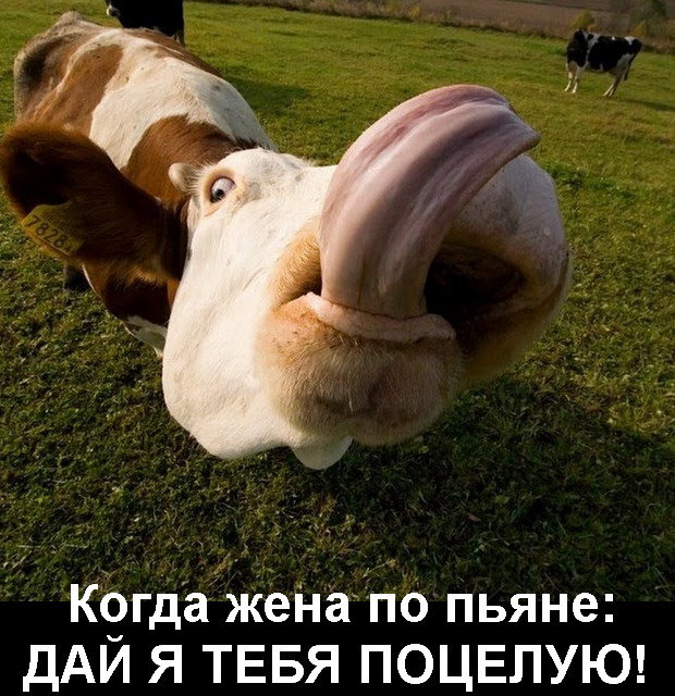 корова поцелуй