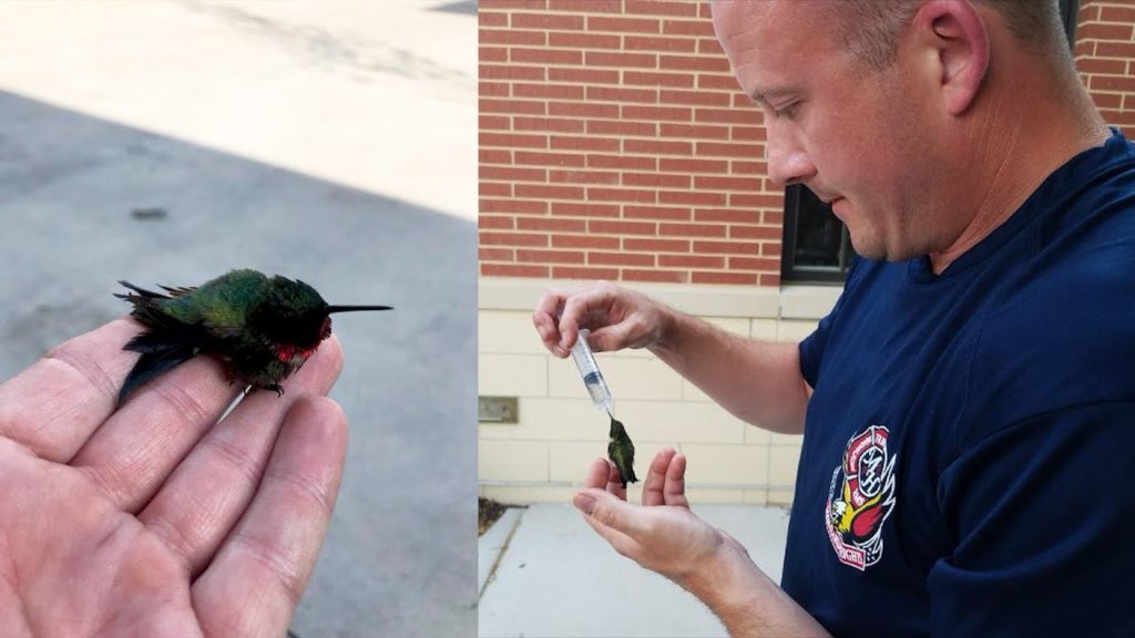 Спасение крошечной колибри