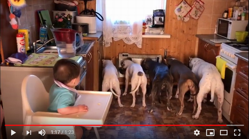 Мега классное видео про собак
