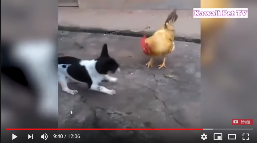 Смешные видео приколы про животных (13 мин)