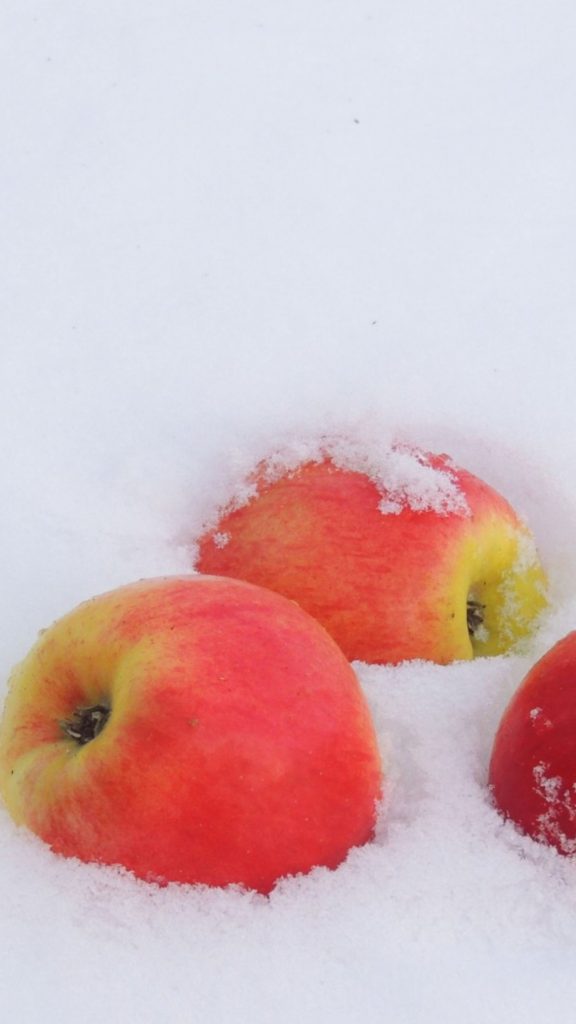 яблоки на снегу