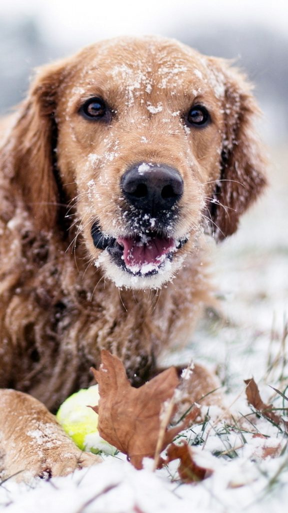 собака, зимой на снегу