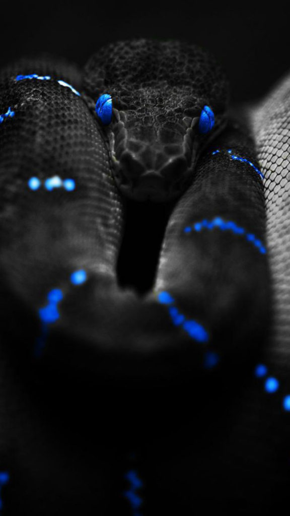 обои змея, 4k картинки со змеями, змея смотрит, черный