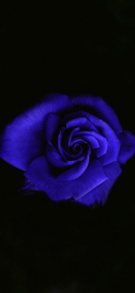 обои, вертикальные, фото, роза фиолетовый, высокое качество
