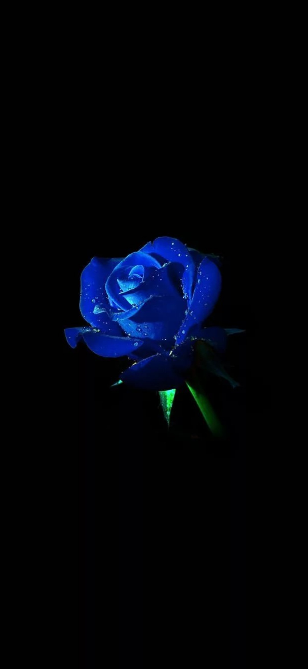 Фон на телефон темные цветы. Цветы на черном фоне. Синие цветы на темном фоне.