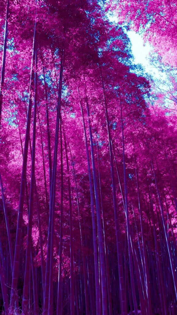 фиолетовые обои на телефон, скачать картинку лес
