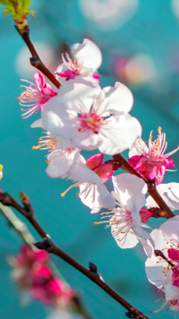 обои на телефон цветы, скачать 4k картинку цветок персиковое дерево