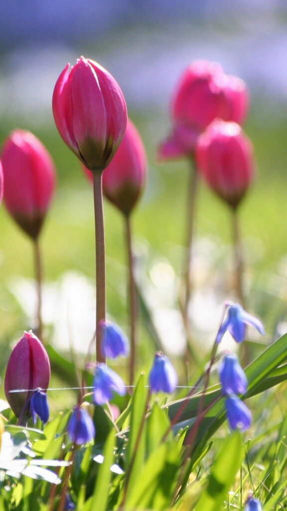 обои на телефон цветы, скачать 4k картинку красивые тюльпаны