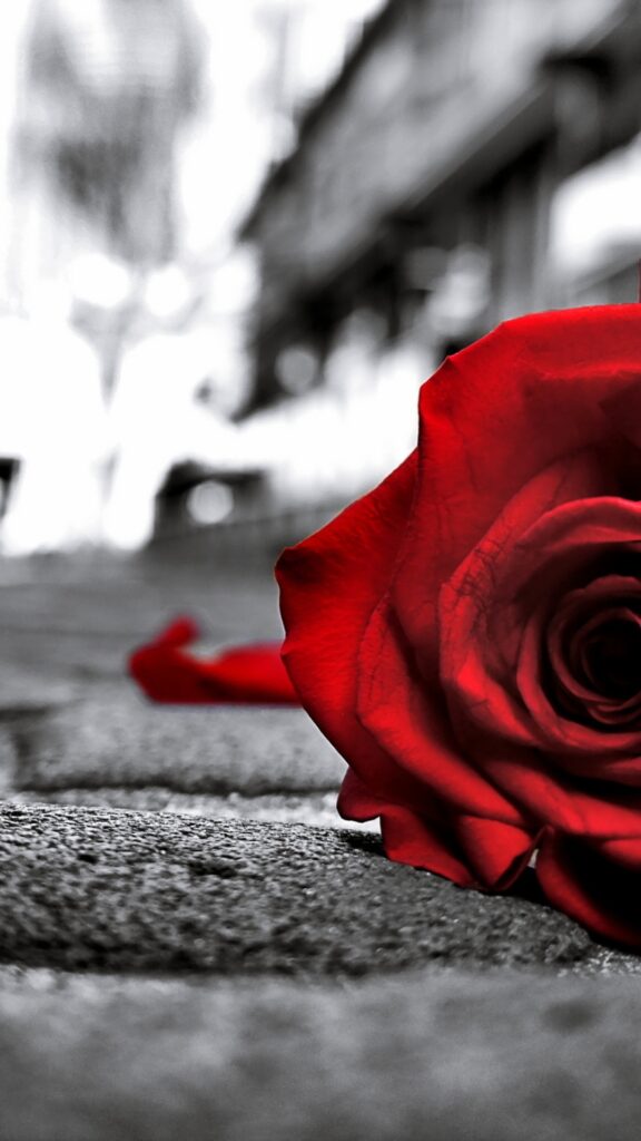 грустные обои, заставка на телефон, красная роза черно белое