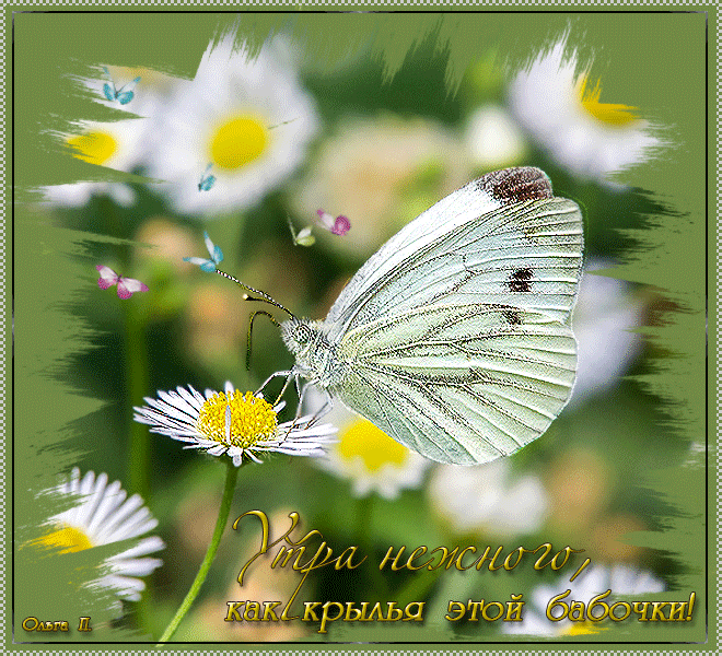 Красивые гифки с новым днем. Поздравление с добрым летним утром. Бабочки с пожеланиями. Добрый день бабочки. Прекрасного дня бабочки.