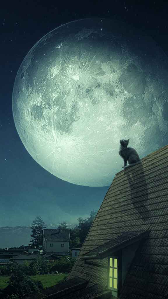 скачать обои луна, на телефон, картинка кошка