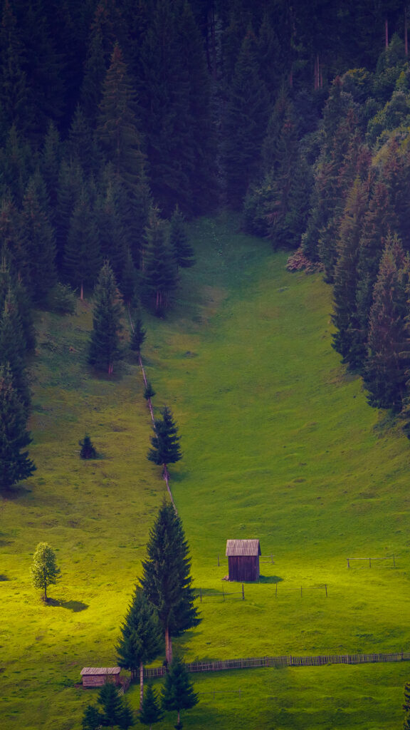 обои природа, заставка на телефон, картинка HD, зелень, лес