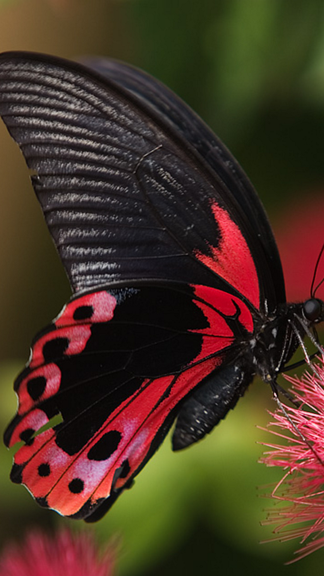 Парусник Румянцева (Papilio Rumanzovia)