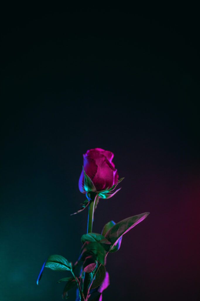 обои ultra HD 4K, заставка на телефон 5k, цветок, роза