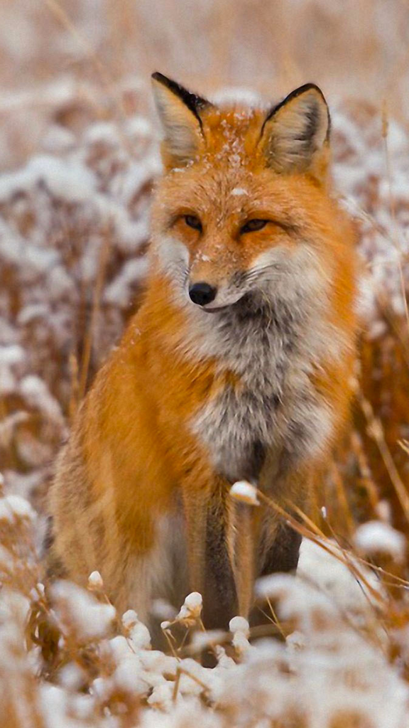 Лиса. Рыжая лиса. Красивые лисы. Лисы зимой.