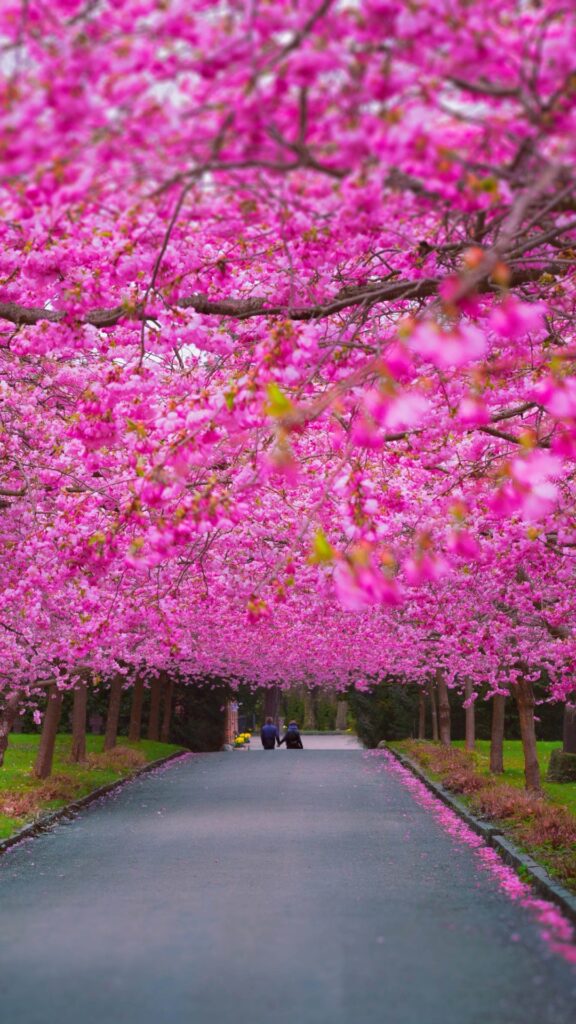 обои Япония, картинка на телефон, сакура цветущая