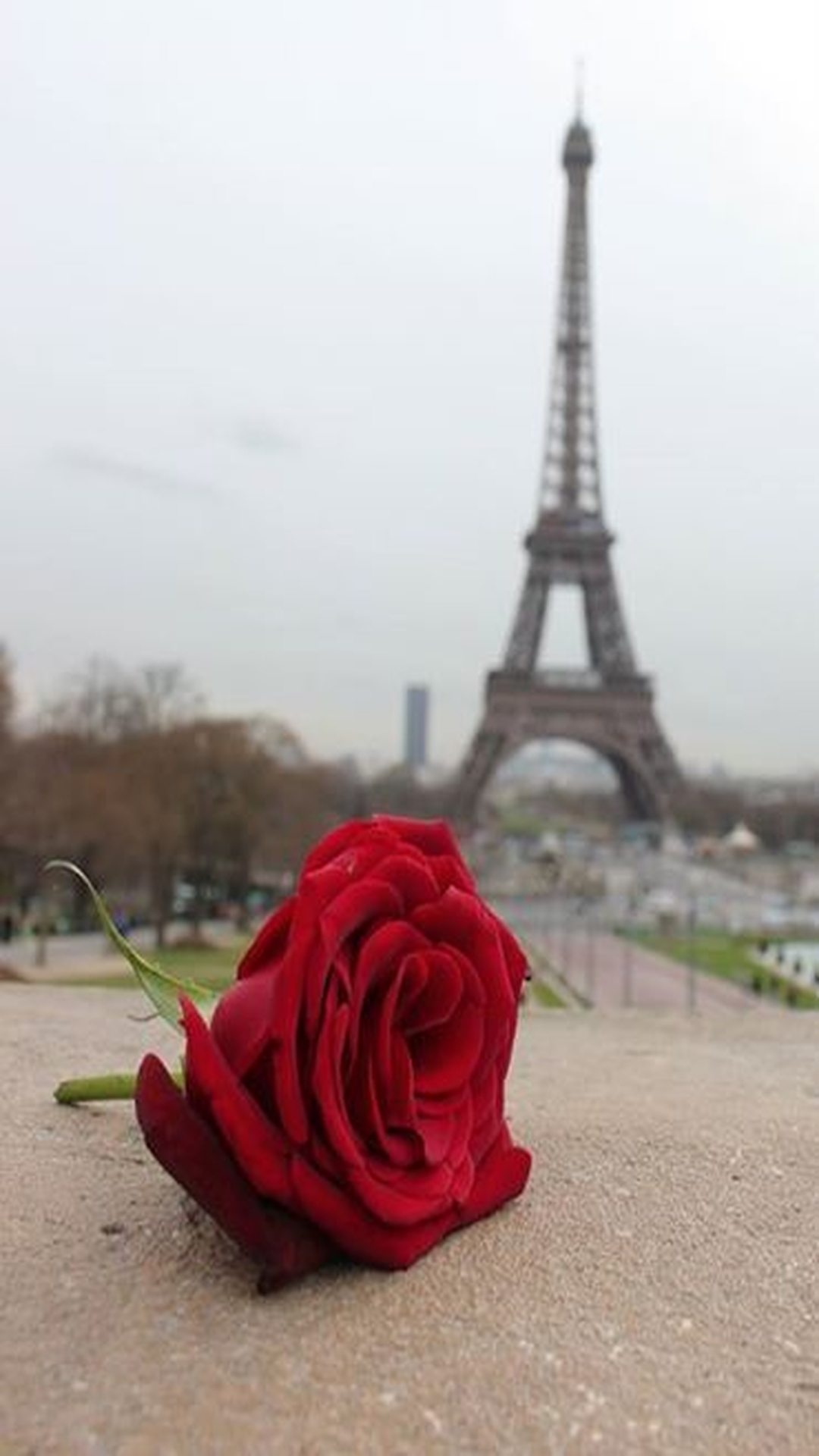 Роза эйфелева башня описание отзывы