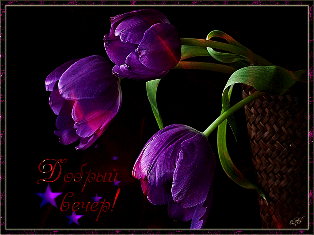 Спокойного вечера картинки красивые весенние. Вечерние цветы. Добрый вечер цветы. Добрый вечер с тюльпанами. Спокойной ночи цветы.