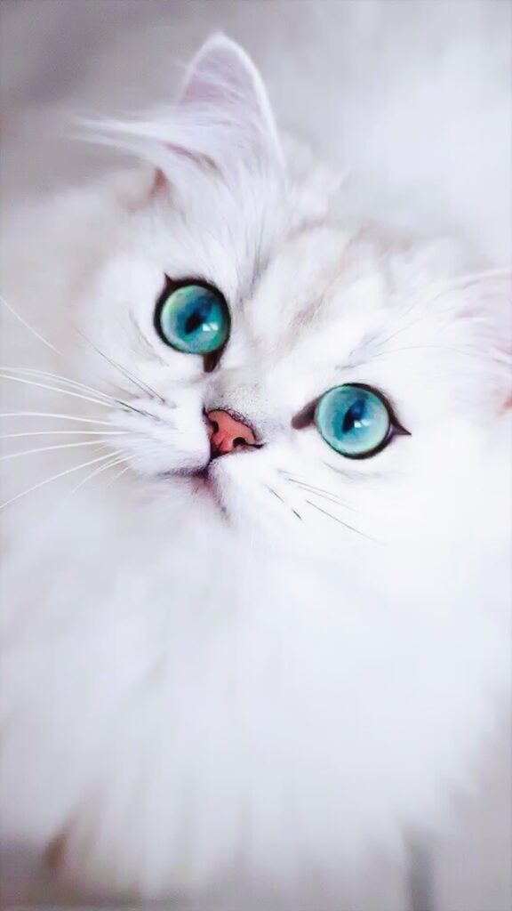 обои на телефон котик, белый, пушистый, голубые глаза