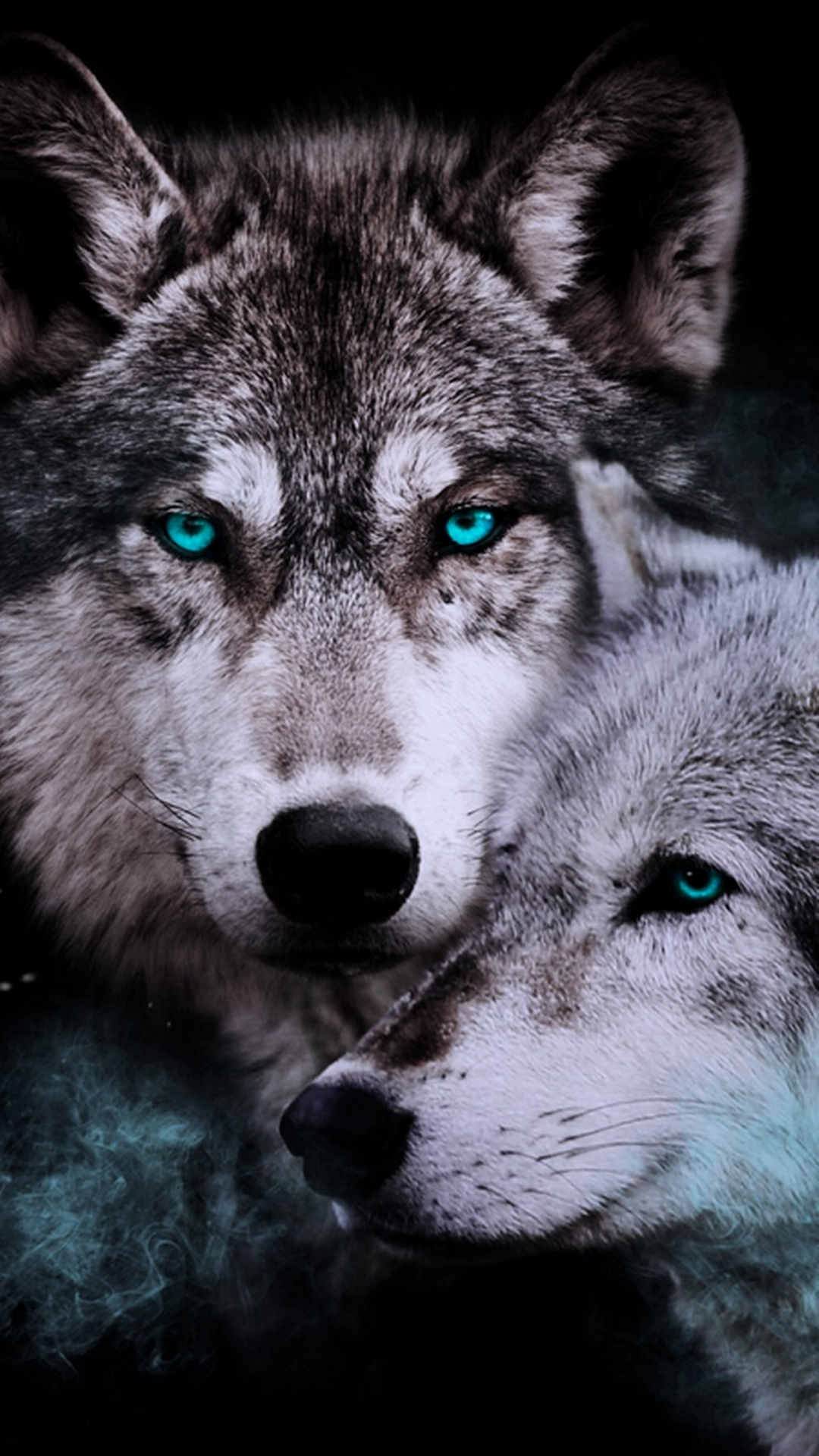 Волков про телефон. Красивый волк. Изображение волка. Обои на телефон волк. Картинки на рабочий стол волки.