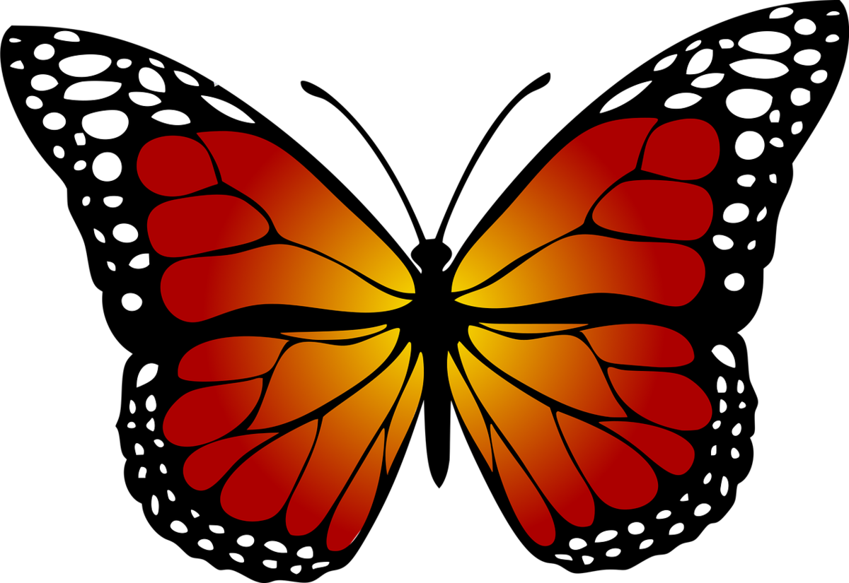 Бабочка скопировать. Бабочка рисунок. Бабочки цветные. Бабочки картинки. Бабочки на белом фоне.