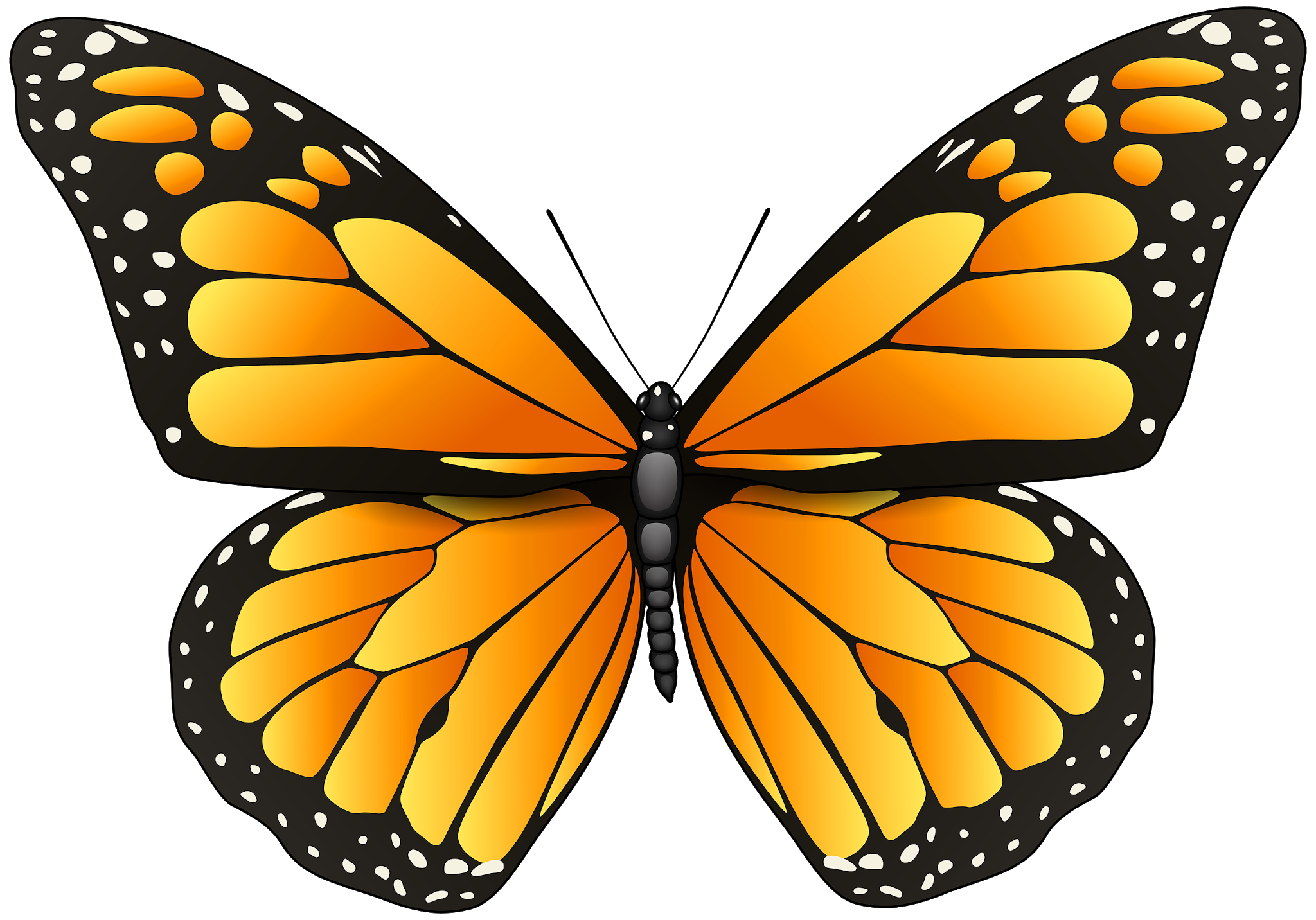Бабочка скопировать. Бабочки на белом фоне. Разноцветные бабочки. Бабочка рисунок. Бабочки на просроченном фоне.