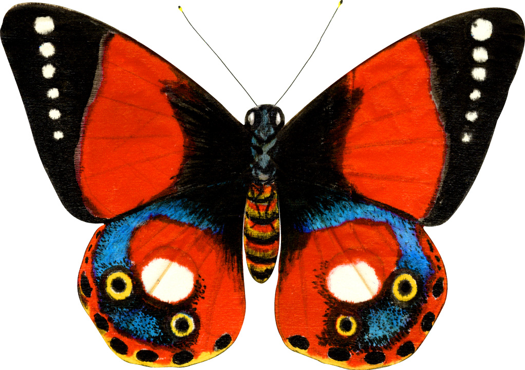 Бабочки картинки для вырезания цветные для детей