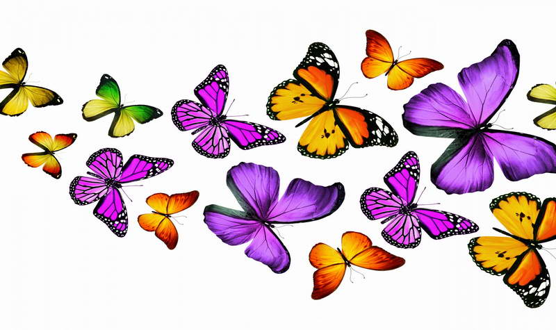 Бабочки, картинки для детей (74 рисунка)
