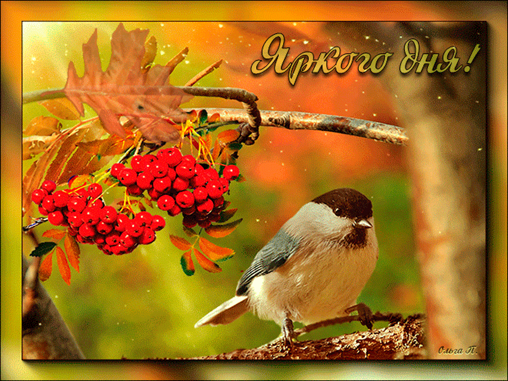 Чудесного осеннего дня. Осенние птицы. Доброго осеннего дня. Прекрасного осеннего дня и отличного настроения.