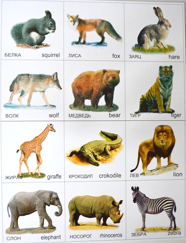 Дети животных названия с картинками для детей. Дикие животные для детей. Ребенок и дикое животное. Карточки "Дикие животные". Название диких животных.