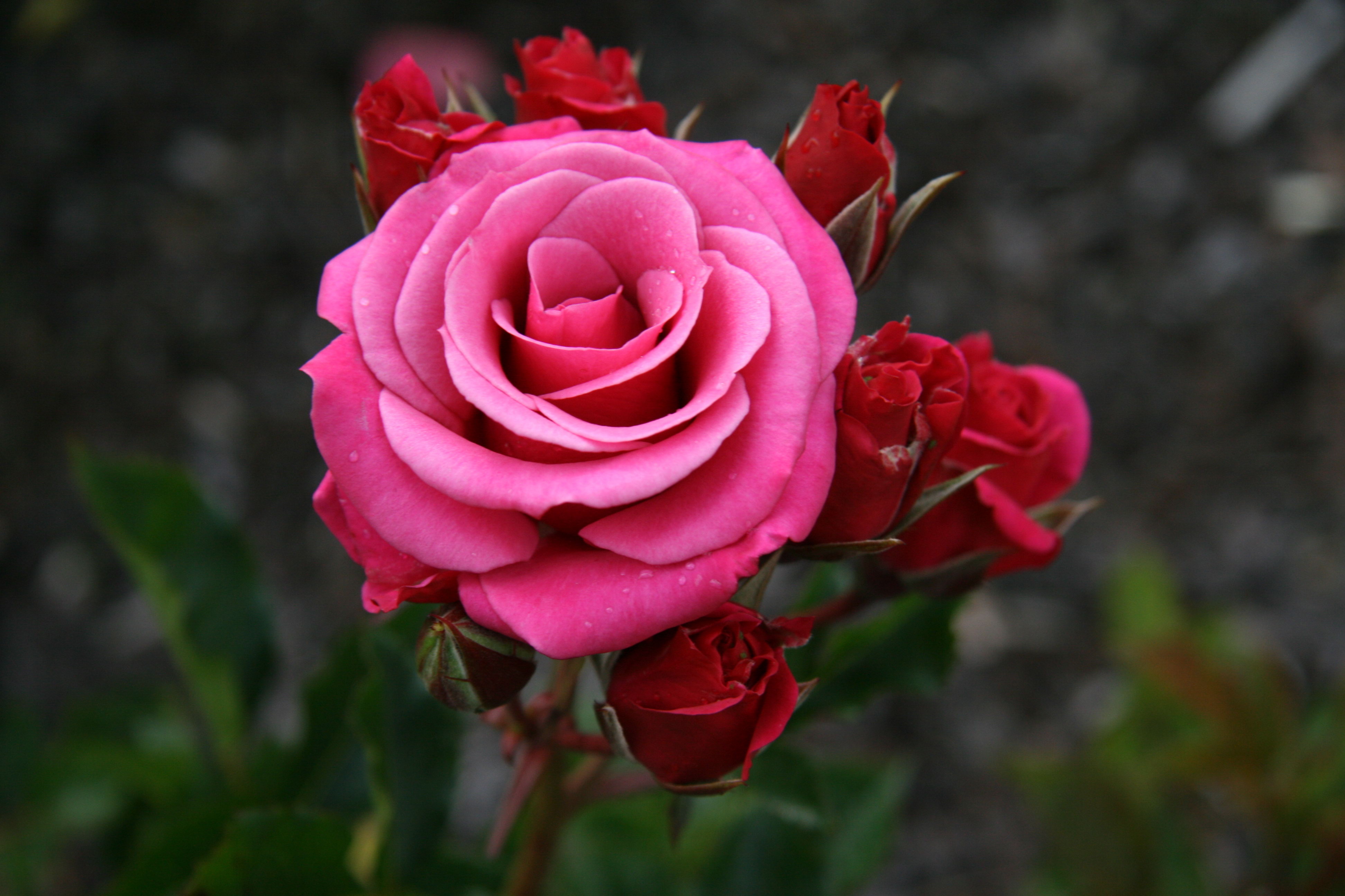 Роза венроза фото
