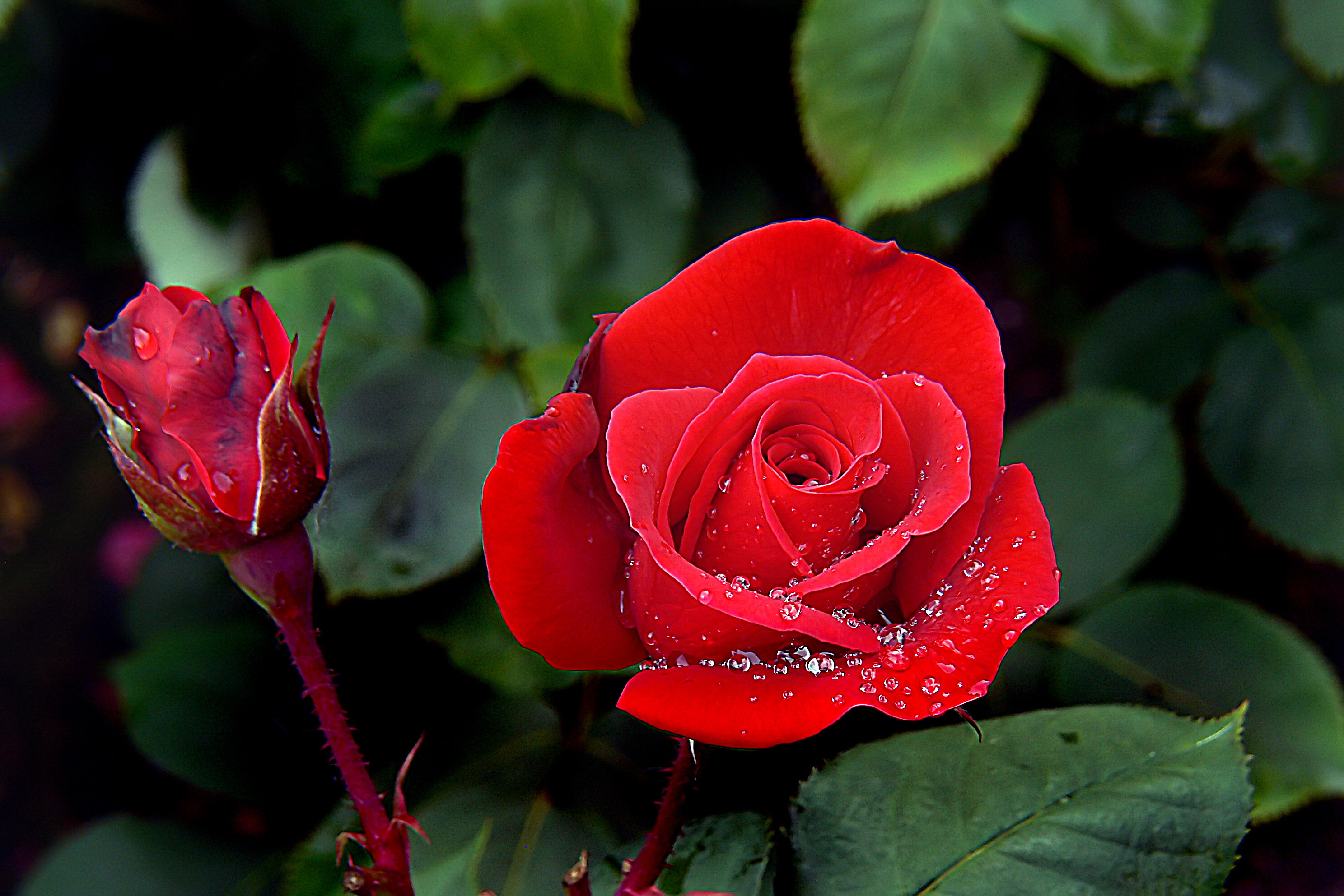 Красивое фото красной розы. Бутон красной розы.