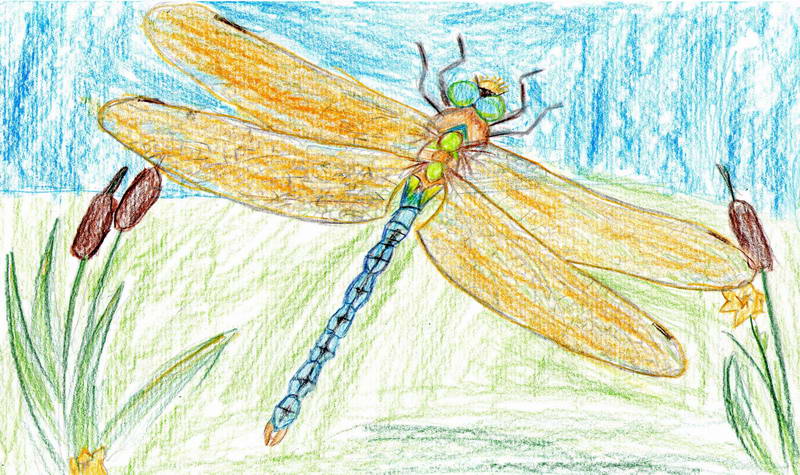 Цветные рисунки карандашами для детей (68 картинок)
