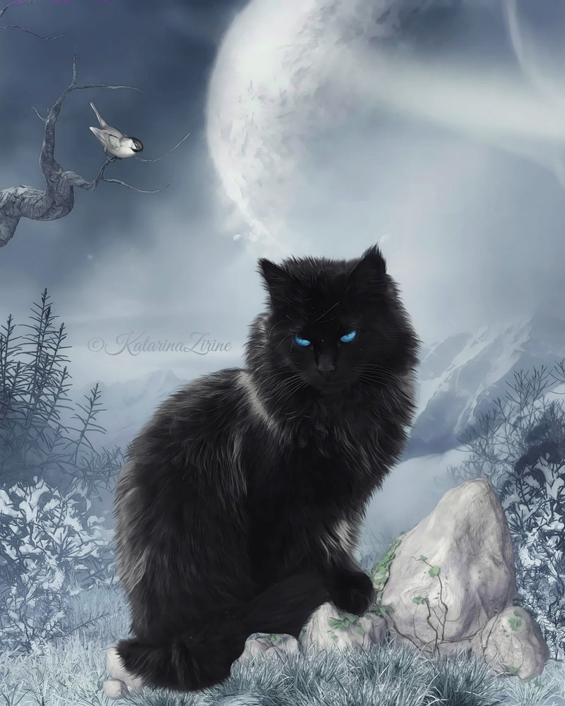 Сказочный черный кот. Фэнтези кошки. Мистические коты. Черный кот фэнтези. Кот мистика.