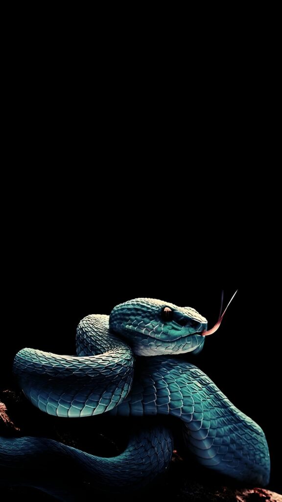 обои змея, 4k картинки змея на черном фоне, язык