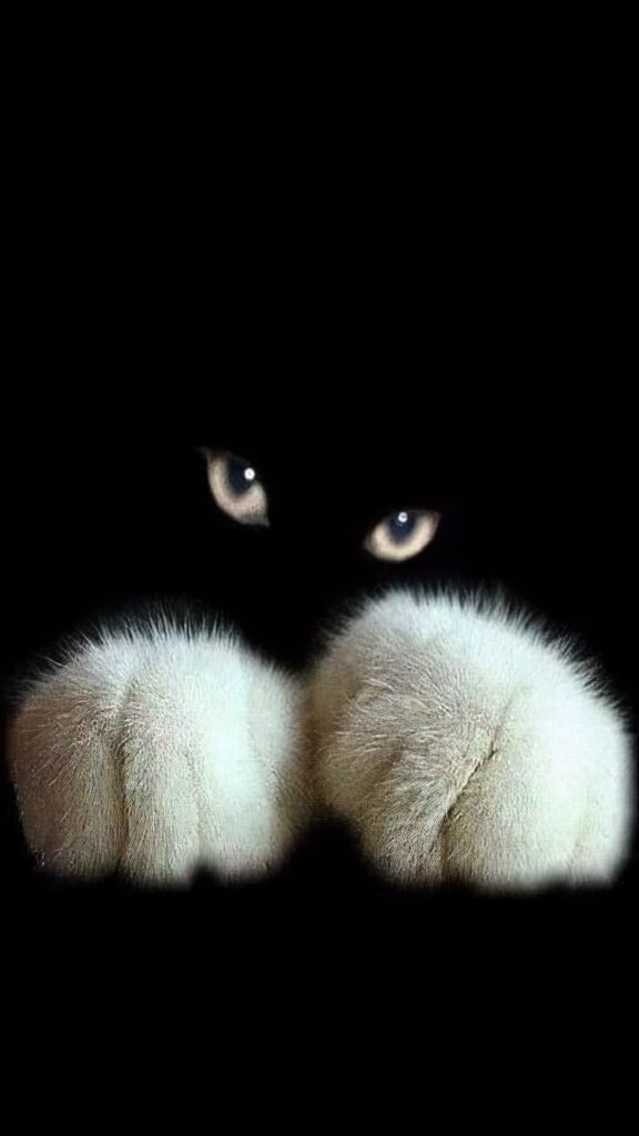 кошка в темноте, черный фон, белые лапки